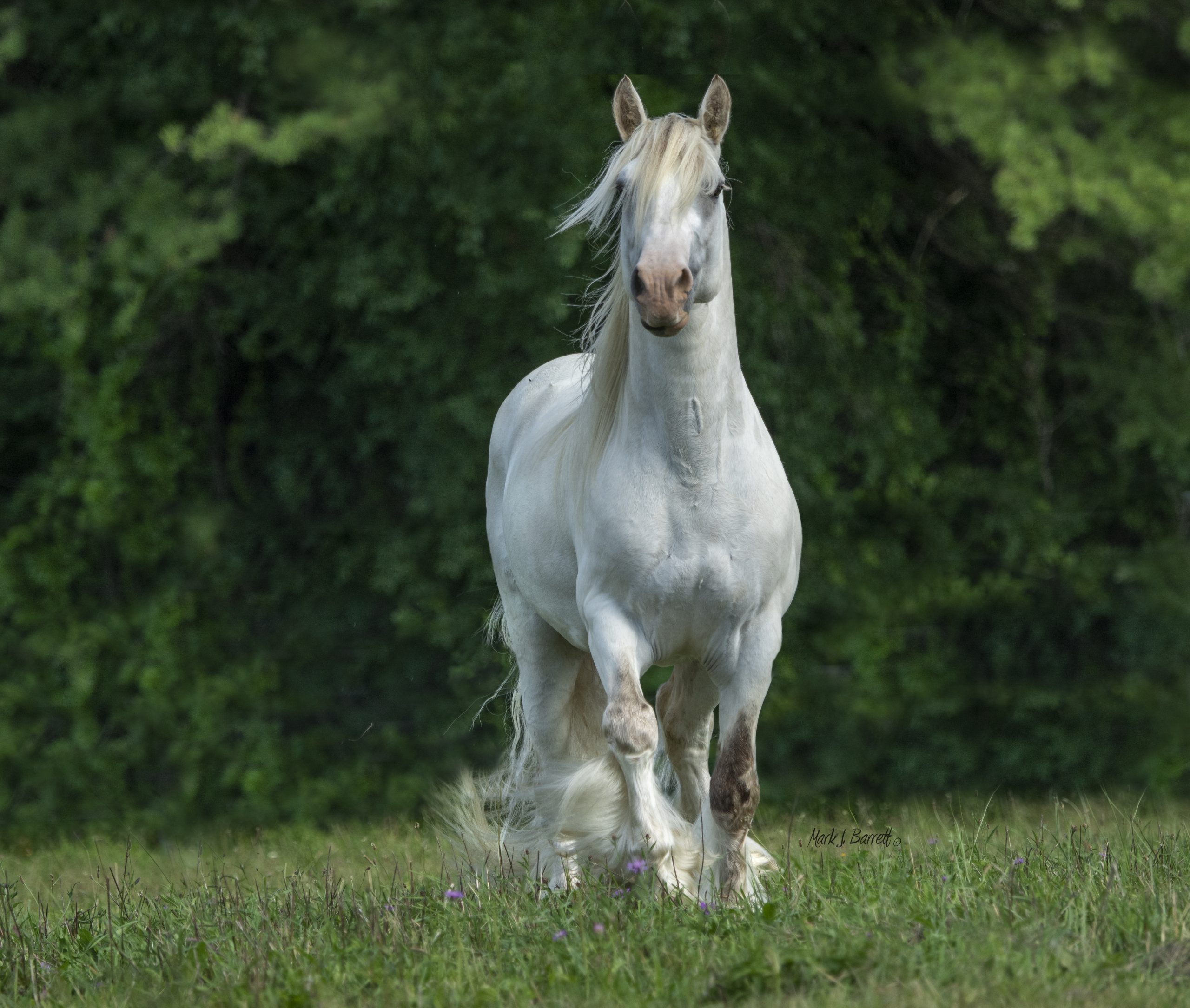 Thunder — Lesson horse